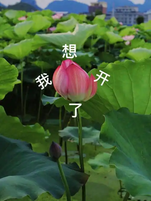 别再去网上找花开富贵的头像了,亲自来桂林这些地方拍一张吧