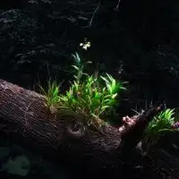 枯木逢春微信头像