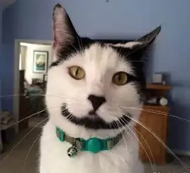 萌知识我家猫下巴怎么变黑了它不是得了绝症吧