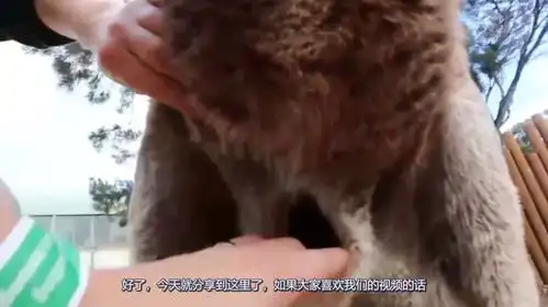 袋鼠的口袋里长啥样美女暴力掏开一看,差点晕过去