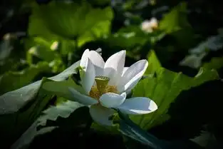 大暑之美用心发现