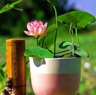 3种被名字耽误的漂亮花,开花艳丽惹人爱,养得人不多