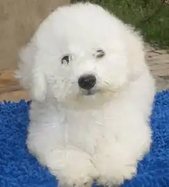 超白纯种法国比熊犬聪明可爱毛色纯白无泪痕无体味