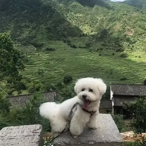 比熊陪主人一同旅行,每个景点都留下了回忆,狗狗一路相随