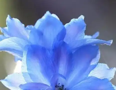 花盘