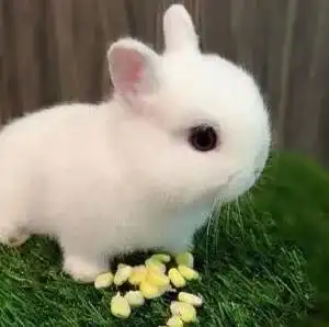 生肖属相的故事e