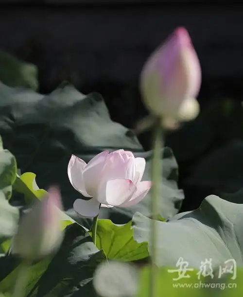 淮南龙湖公园荷花美若天仙组图