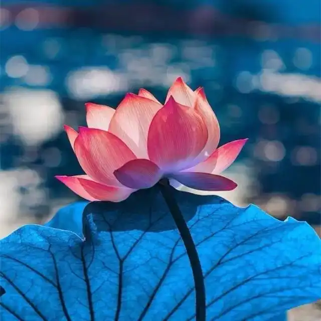 测试一个超长简介的文章