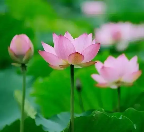 测试一个超长简介的文章
