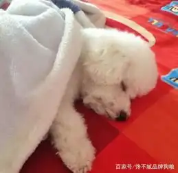 原以为养比熊犬很简单,但养了之后才发现,这6件事真让人费心