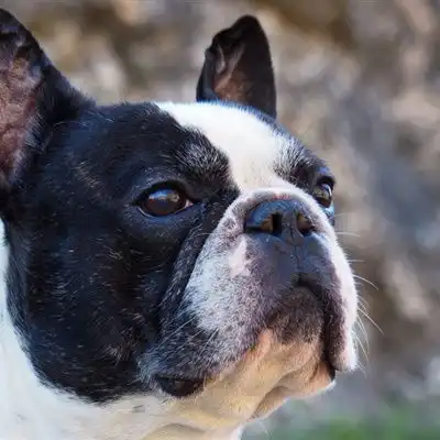 呆萌可爱的法国斗牛犬qq微信头像图片