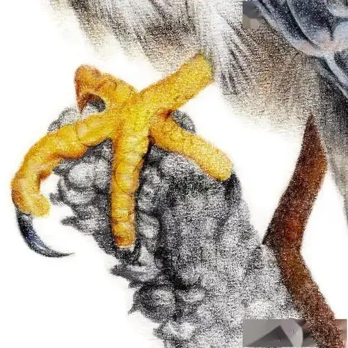 很带感的彩铅手绘,细节满满