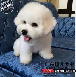 法系比熊棉花糖纯种比熊出窝待售超凡犬舍直销小型犬