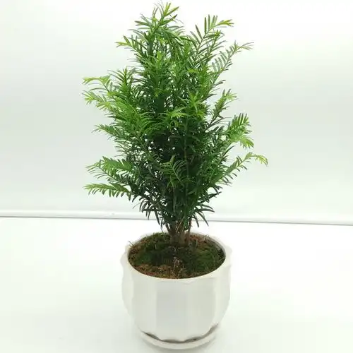 别再乱买盆栽了,偷偷告诉你这些盆栽很好养,净化空气又耐寒