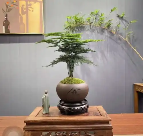 江西一住户,因文竹客厅走红,用9年养成参天大树,好壮观