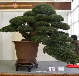 中国爵,盆景金银奖回看