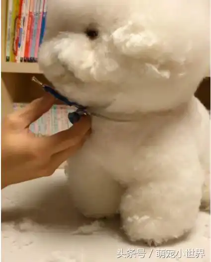 棉花糖比熊乖乖任主人修毛,久到瞌睡又不敢乱动,超乖模样太可爱