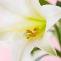 百合花头像图片大全微信头像最漂亮百合花图片真实大全