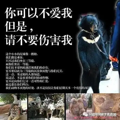 中国月亮熊世上最悲惨的动物取消活熊取胆产业