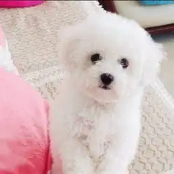 韩国引进大眼睛甜美脸型比熊幼犬保纯种健康质保终身