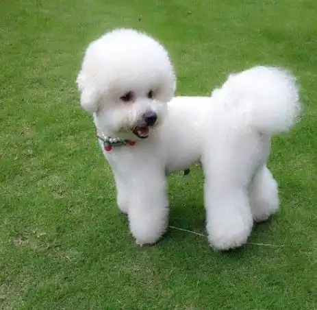 养比熊犬的注意了狗狗出现这6个情况,是在向你求救