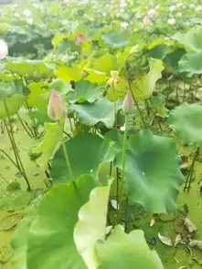 中国莲花第一村江西广昌驿前镇姚西村观莲花