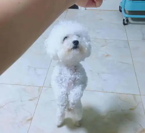 比熊犬看到主人手里的东西后,挺胸抬头大步走,无意间学会新技能
