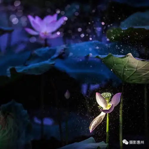 摄影学院第28期第二次学员对抗赛获奖作品赏析