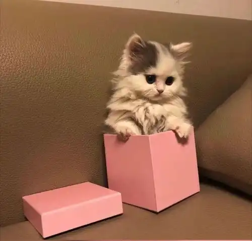 小奶猫也有丰富的情绪,喜怒哀乐你中意哪一款