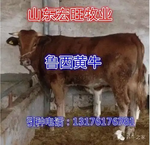 今秋最为走俏的国内品种鲁西黄牛广西黄牛养殖场改良牛犊价格低