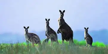 阿德莱德旅游行程