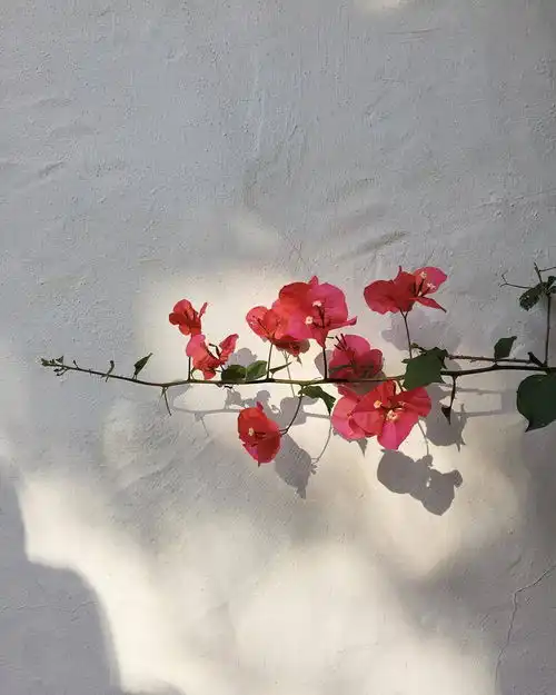 测试一个超长简介的文章