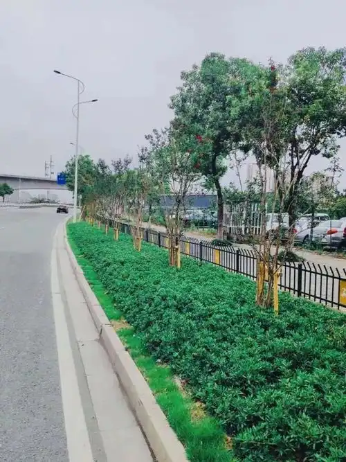 绿意盎然迎国庆鹿城这九大绿化提升工程月底完工