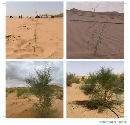 植绿筑梦2024年蓝天责任云植树活动开启