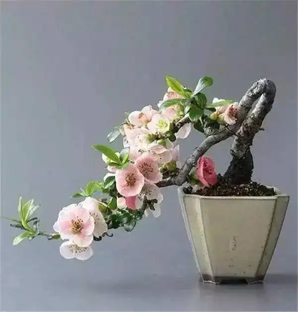 大师级别的禅意盆栽,美极了