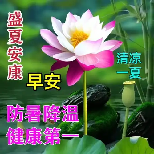 8月14日末伏早安漂亮图片祝福语末伏至,美好的祝福赠予你愿伏幸福,日子更美好周三早安