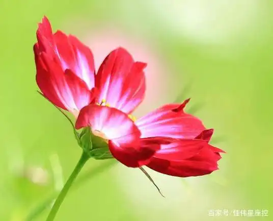进五月财运一路走俏,惊喜连连,横财连连,生活无忧