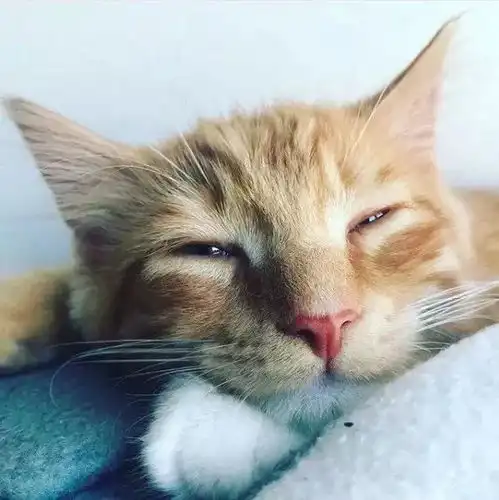 十橘九胖这只长成小松鼠的小奶猫,帅到突破天际绝对的冒险家一枚
