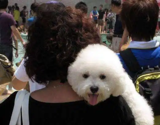 为什么养比熊犬的人越来越少很多人表示接受不了这5点