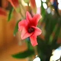含苞待放的百合花头像微信头像图片大全
