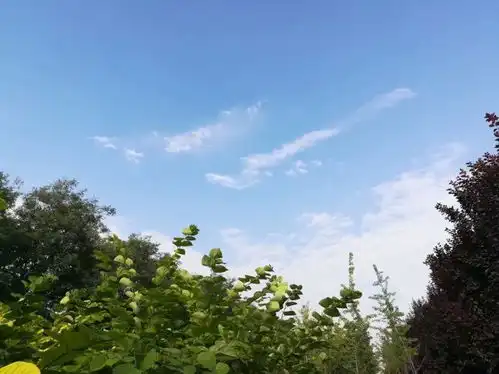 吕西群摄影绿意盎然,小燕子欣赏着蓝天白云和绿色