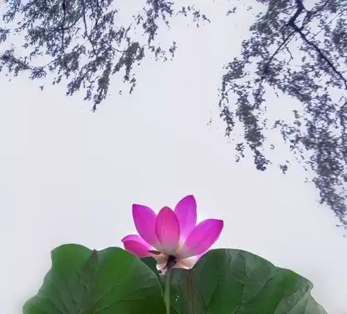 花卉摄影洛阳入夏,正是莲花盛开的季节