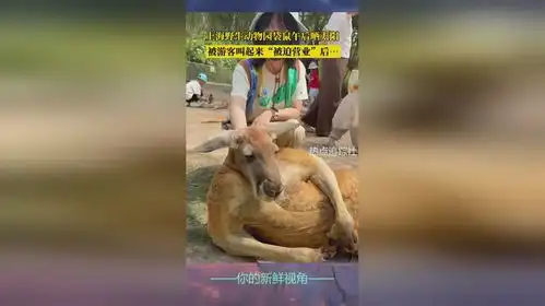 上海野生动物园袋鼠午后晒太阳,被游客叫起来被迫营业后