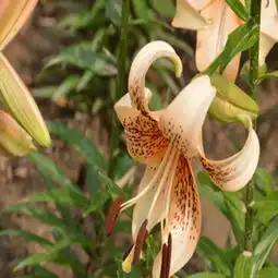 百合图片,百合图片大全