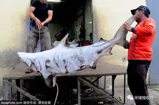恐怖血腥的鱼翅贸易印尼渔民为高收益非法捕杀鲨鱼