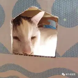 凭一对鸡爪走红,这只红透半边天的丑猫到底有何魅力