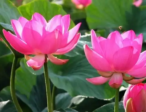 4月份开始,贵人相助,4属相事业步步高升,财源滚滚,生活无忧