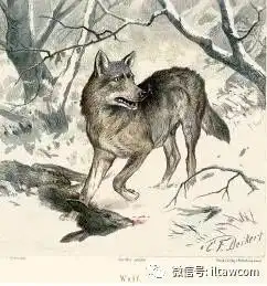 博物学大师笔下的狼族朋友圈