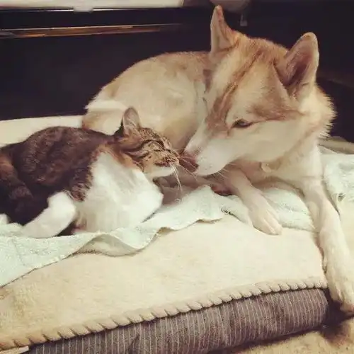 这只哈士奇遛弯儿捡回一窝小奶猫,从此走上做后妈的不归路