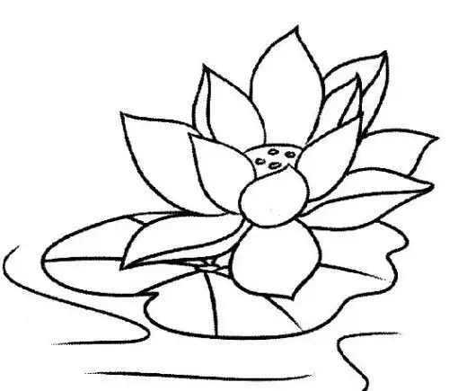 荷花怎么画简笔画